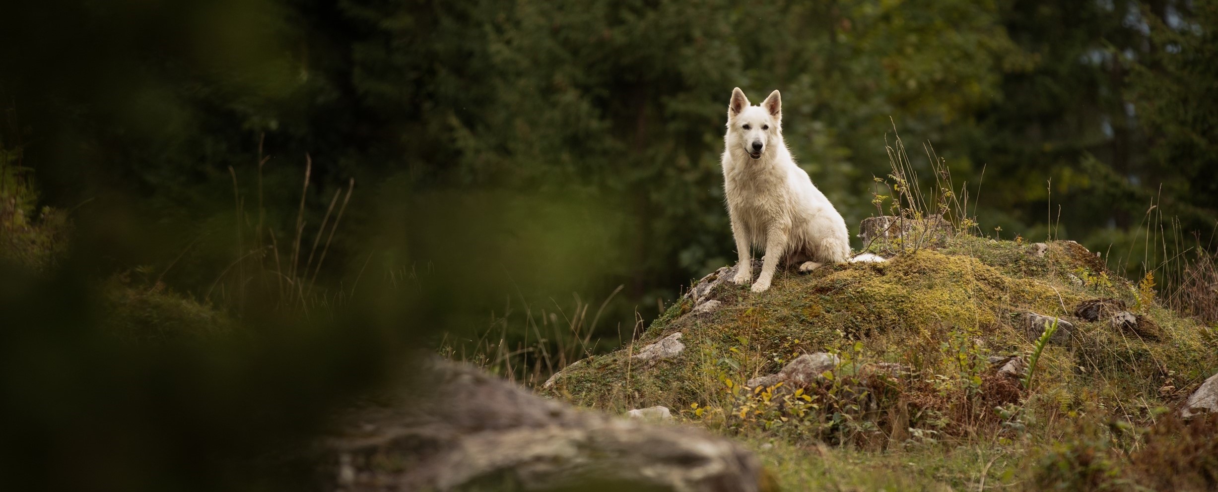 Weißer Schäferhund Fluss Justistal Schweiz